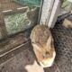 Dewlap ears bunny