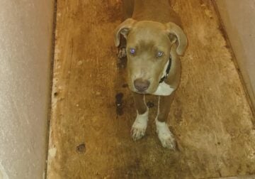 Free to good home