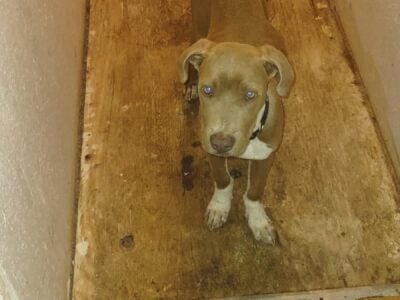 Free to good home