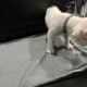 AMERICAN BULLDOG PUPPIES