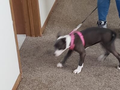 PITBULL PUPPY. 4 MONTHS OLD.