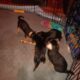 Chorkypoo puppies for Rehoming