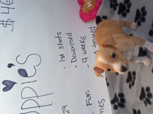 Chiweenies puppies