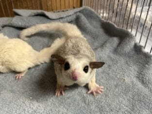 Sugar gliders looking for home!!