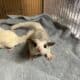 Sugar gliders looking for home!!