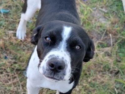 Sweet Male American Staffordshire Terrier Puppy