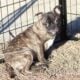 Beautiful Bugg Puppies