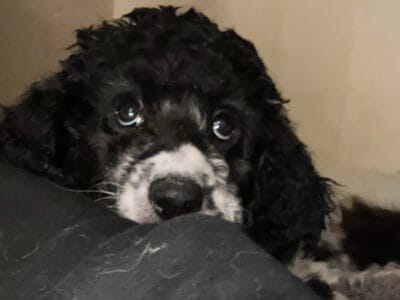 poodle puppy