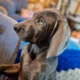 Weimaraner pups for sale