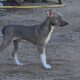Rat Terrier Puppy