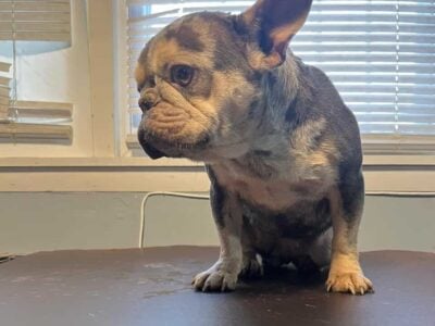 Frenchie