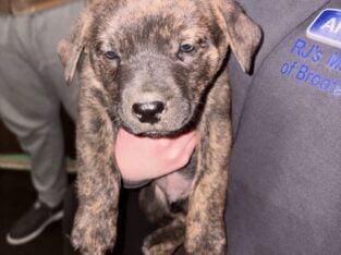 English Mastiff/Austrailan Shepered