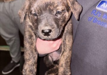 English Mastiff/Austrailan Shepered