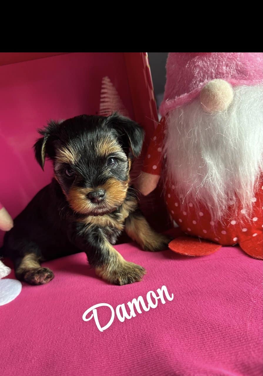 Yorkie Puppies Available