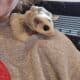 Male sugar glider