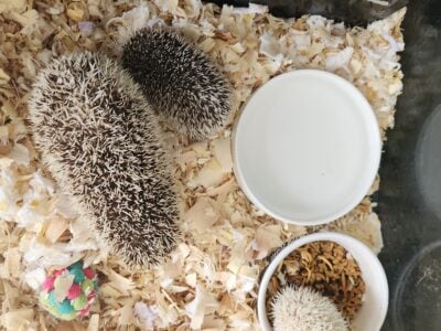 Hedgehogs