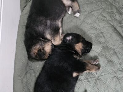 German shepherd puppies