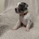 Male Blue Harlequin Great Dane