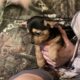Chorkypoo puppies for Rehoming
