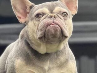 French bulldog