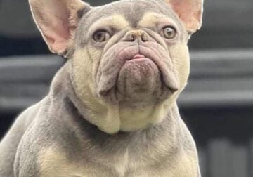 French bulldog