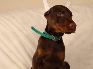 Akc full euro Sydney