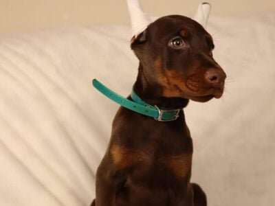 Akc full euro Sydney
