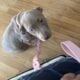 Girl American Bully
