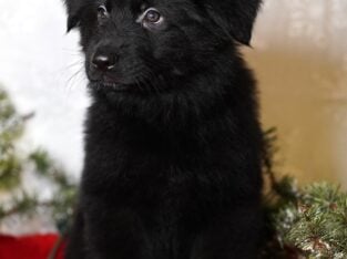 AKC, FCI, imported long coat German Shepherds