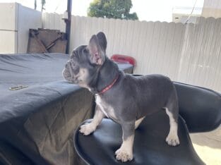 Female French Bulldog