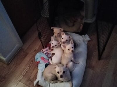 Chihuahua Puppies For Sale 350.00