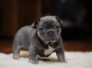 French Bulldog Frenchie Beautiful Blue & Tan Boy