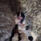 Poochon (miniature Poodle and Bichon) puppiesn)