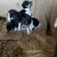 11 week old Fox terrier puppies