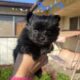 Pomeranian – Shih tzu