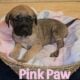 English Mastiff Puppies