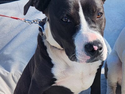 Black and White Staffy Puppy