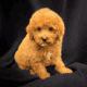 Poodle puppies