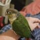 Yellow sided Conure