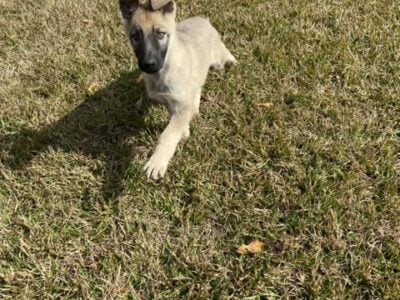 puppies for sale