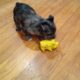 MERLE TOY YORKIES