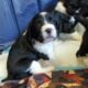 AKC English Springer Spaniels Champion Bloodlines