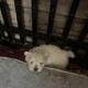POMERANIANS WHITE 6WKS