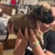 AKC MASTIFF PUPPY