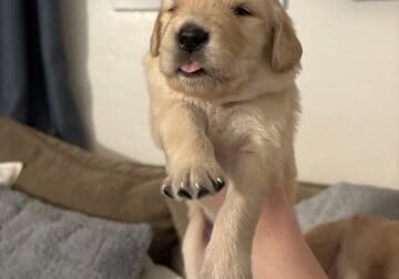 AKC purebred golden retrievers