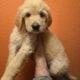 Goldendoodle Puppies