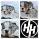 AKC Miniature English Bulldogs