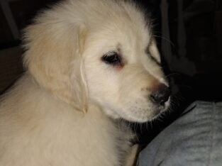AKC Golden Retriever