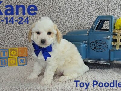 Kane is looking for his FUR’ever family