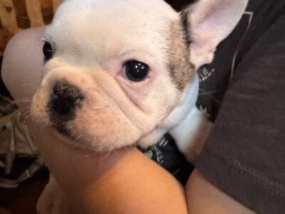French bulldog puppies